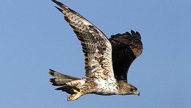 La estabilidad del águila perdicera en España pasa por la corrección de las  torres eléctricas – Halconeros de Castilla