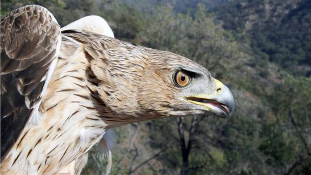 Censo de águila perdicera, alimoche, buitre leonado, águila real y halcón  peregrino en Castilla y León – Halconeros de Castilla