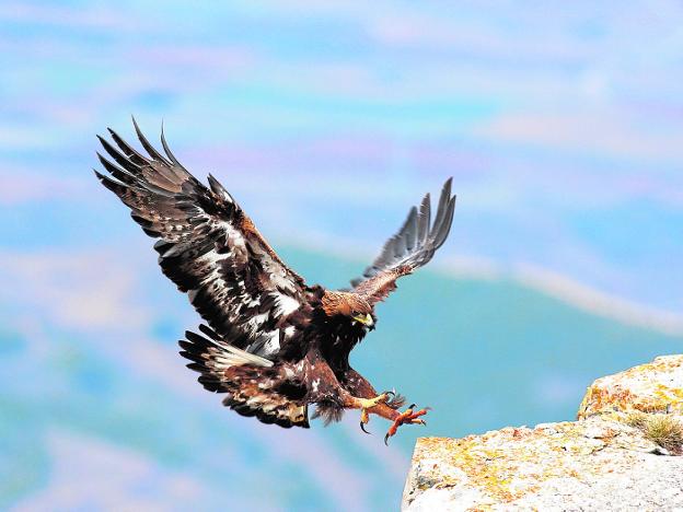 El águila real domina los cielos – Halconeros de Castilla
